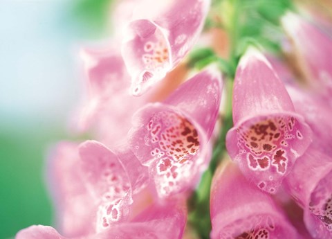 Framed Group of flower head Print