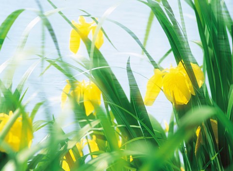 Framed Yellow flowers with grass an sky Print