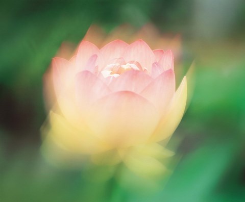 Framed Lotus, Blurred Motion Print