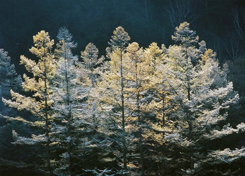 Framed Forest trees with sunlight at sunrise Print