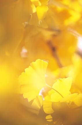 Framed Yellow Leaves, Autumn, Backlit Print
