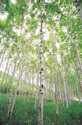 Framed Aspen Trees, View From Below (vertical) Print