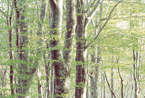 Framed Forest in Spring Print