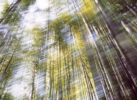 Framed Sunlight in Bamboo Forest Print
