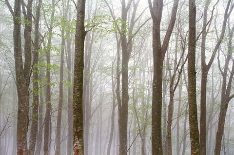 Framed Foggy Trees in Forest Print