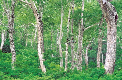 Framed Lush Forest Print