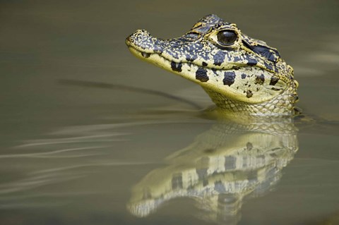 Framed Close-up of a caiman in lake, Pantanal Wetlands, Brazil Print