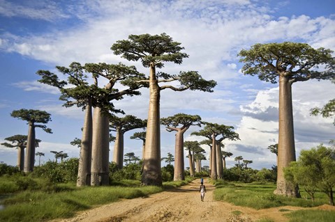 Framed Woman Walking between Baobab Trees, Avenue of the Baobabs, Morondava, Madagascar Print