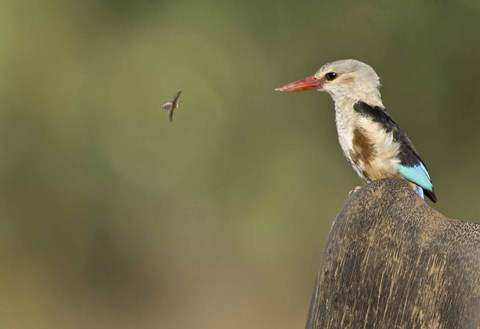 Framed Close-up of a Grey-Headed kingfisher (Halcyon leucocephala) and a bee, Kenya Print