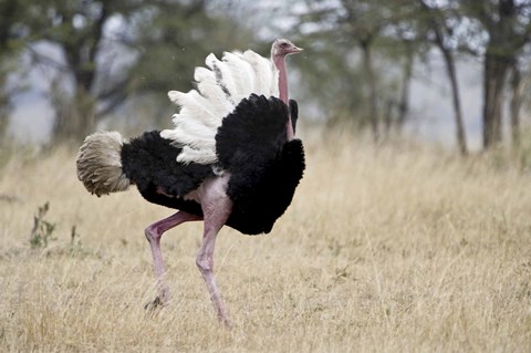 Framed Masai ostrich (Struthio camelus massaicus) in a forest, Tanzania Print