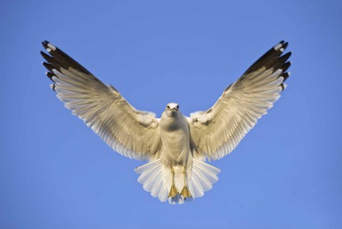 Framed Ring Billed Gull (Larus delawarensis) in flight, California, USA Print