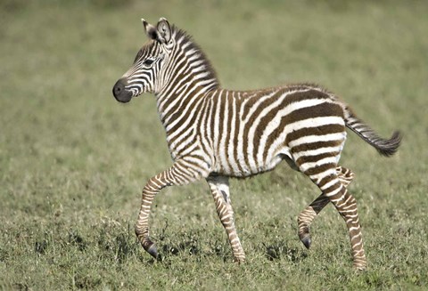 Framed Burchell's zebra (Equus quagga burchellii) colt walking, Tanzania Print