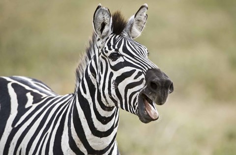 Framed Burchell&#39;s zebra (Equus quagga burchellii) smiling, Tanzania Print