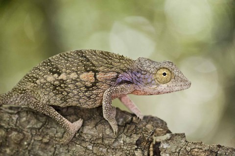 Framed Close-up of a chameleon on a branch, Madagascar Print