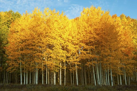Framed Aspen trees in autumn, Last Dollar Road, Telluride, Colorado Print