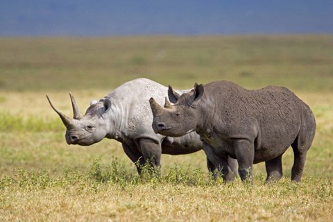 Framed Side profile of two Black rhinoceroses standing in a field, Ngorongoro Crater, Ngorongoro Conservation Area, Tanzania Print