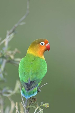 Framed Close-up of a Fischer's lovebird perching on a branch, Ngorongoro Conservation Area, Arusha Region, Tanzania Print
