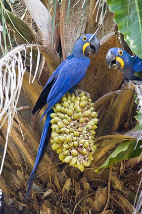 Framed Hyacinth macaws eating palm nuts, Three Brothers River, Meeting of the Waters State Park, Pantanal Wetlands, Brazil Print