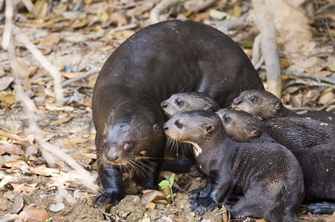 Framed Otter with Cubs, Three Brothers River, Meeting of the Waters State Park, Pantanal Wetlands, Brazil Print