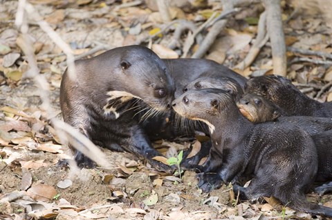 Framed Giant Otter with its Cubs, Three Brothers River, Pantanal Wetlands, Brazil Print