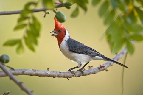Framed Red-Crested cardinal on a branch, Three Brothers River, Meeting of the Waters State Park, Pantanal Wetlands, Brazil Print