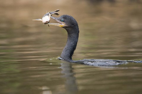 Framed Neotropic cormorant with fish in beak, Three Brothers River, Meeting of the Waters State Park, Pantanal Wetlands, Brazil Print
