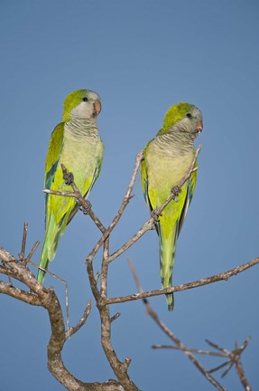 Framed Pair of Monk parakeets perching on a branch, Three Brothers River, Meeting of Waters State Park, Pantanal Wetlands, Brazil Print