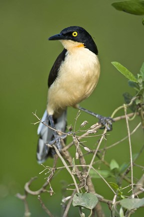 Framed Close-up of a Black-Capped donacobius, Three Brothers River, Meeting of the Waters State Park, Pantanal Wetlands, Brazil Print