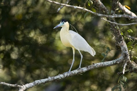 Framed Capped heron perching on a branch, Three Brothers River, Meeting of the Waters State Park, Pantanal Wetlands, Brazil Print