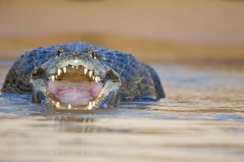 Framed Yacare caiman in a river, Three Brothers River, Meeting of the Waters State Park, Pantanal Wetlands, Brazil Print