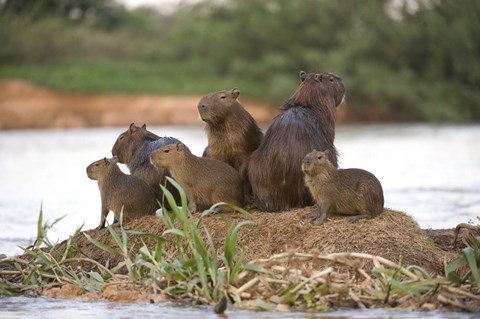 Framed Capybara family on a rock, Three Brothers River, Meeting of the Waters State Park, Pantanal Wetlands, Brazil Print