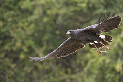 Framed Great Black hawk in flight, Three Brothers River, Meeting of the Waters State Park, Pantanal Wetlands, Brazil Print