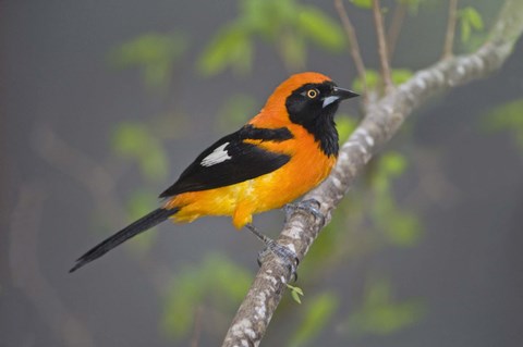 Framed Orange-Backed troupial perching on a branch, Three Brothers River, Meeting of the Waters State Park, Pantanal Wetlands, Brazil Print