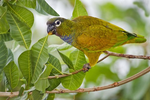 Framed Close-up of a Scaly-Headed parrot, Three Brothers River, Meeting of the Waters State Park, Pantanal Wetlands, Brazil Print