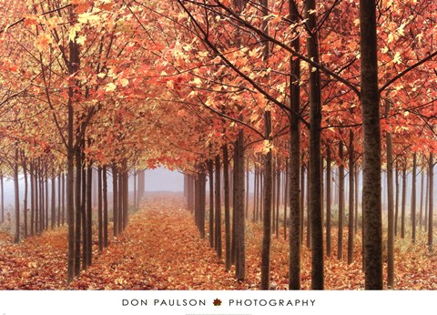 Framed Willamette Valley Maples Print