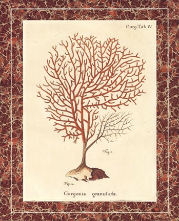 Framed Gorgonia Granulata Marble Print