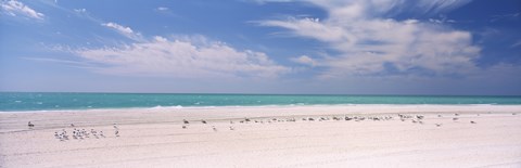 Framed Flock of seagulls on the beach, Lido Beach, St. Armands Key, Sarasota Bay, Florida, USA Print