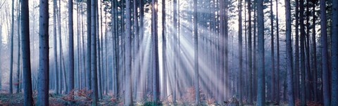 Framed Forest w/ sunrays Landsberg Vicinity Germany Print