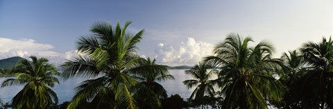 Framed Palm trees on the beach, St. Thomas, US Virgin Islands Print