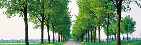 Framed Tree-lined road Noord Holland Edam vicinty Netherlands Print