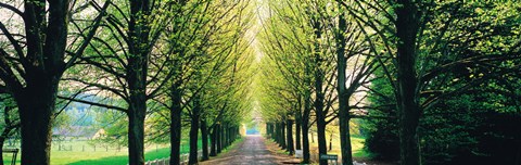 Framed Tree-lined road Libin vicinity Belgium Print