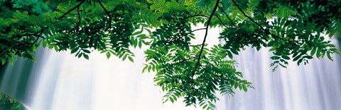 Framed Oirase ravine Choshi Falls Aomori Towadako-cho Japan Print