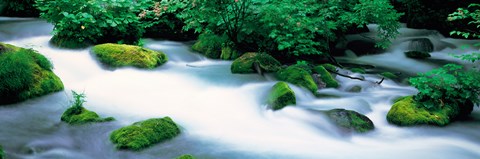Framed Fog in Oirase ravine Aomori Towadako-cho Japan Print