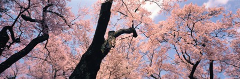 Framed Pink Blossoms, Nagano Japan Print