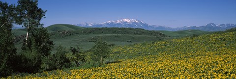 Framed Fields Humboldt National Forest NV USA Print