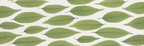 Framed Scattered leaves Print