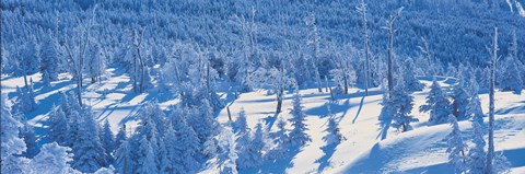 Framed Snow Covered Trees, Chino Nagano Japan Print