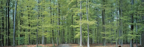 Framed Bruxelles Belgium Print