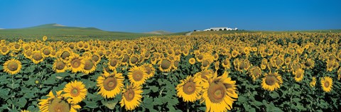 Framed Sunflower field Andalucia Spain Print