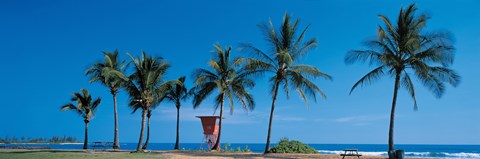 Framed Palm trees Oahu HI USA Print